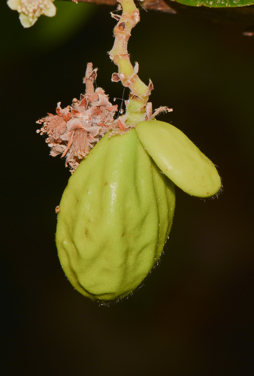 Image of Chrysobalanus icaco specimen.