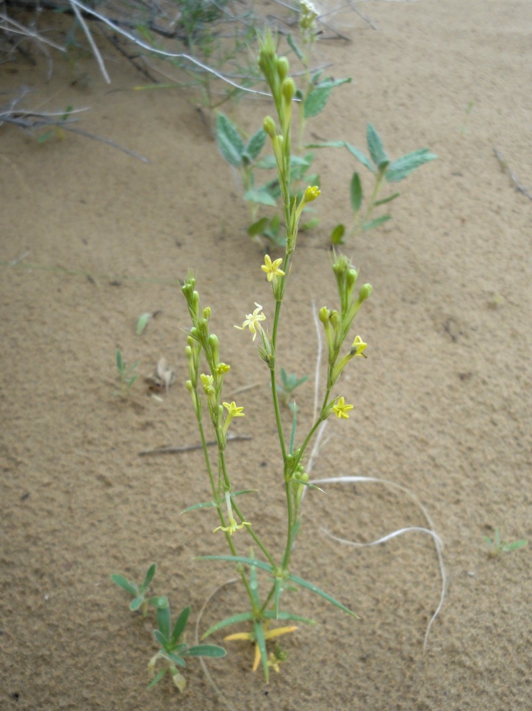 Image of Crucianella sabulosa specimen.