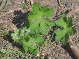Geranium albanum. Бутонизирующее растение. Азербайджан, Гахский р-н, окр. храма Кюрмюк, тропа в лесу. 8 апреля 2017 г.