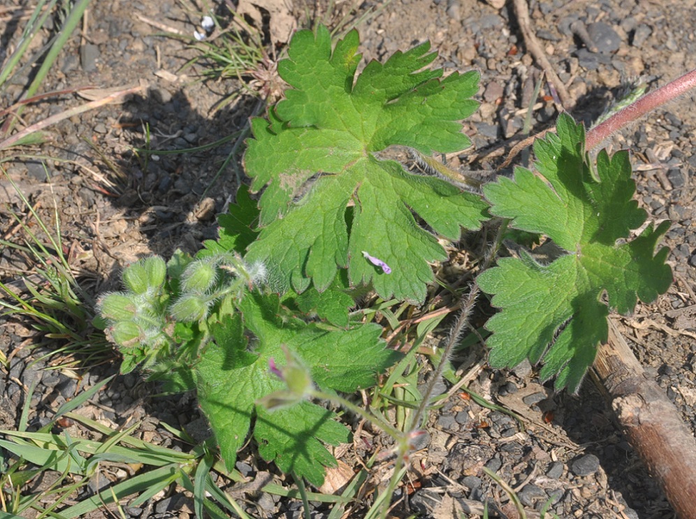 Изображение особи Geranium albanum.