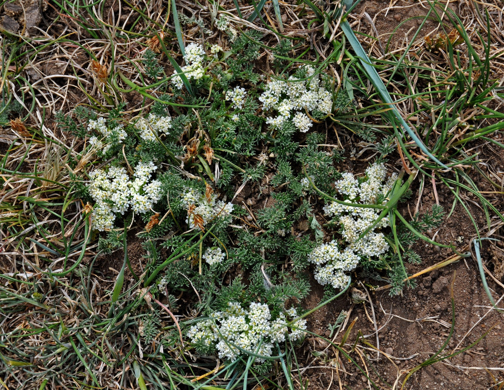 Изображение особи Ferulopsis hystrix.