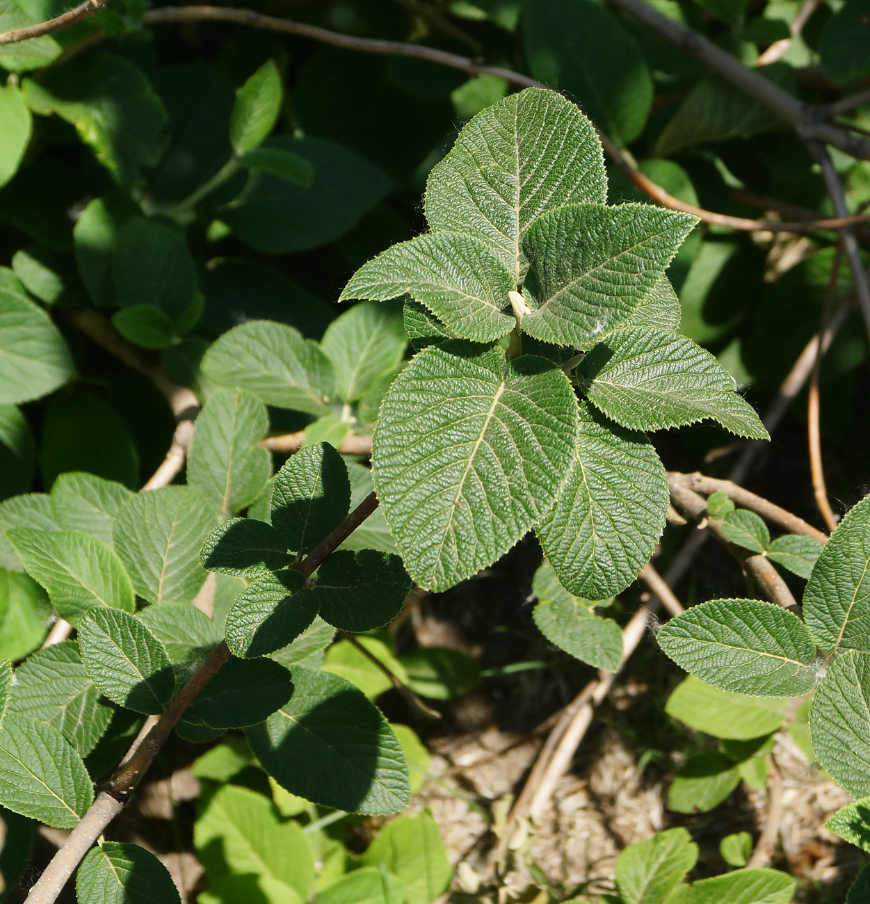 Изображение особи Viburnum lantana.