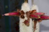 Cleistocactus straussii