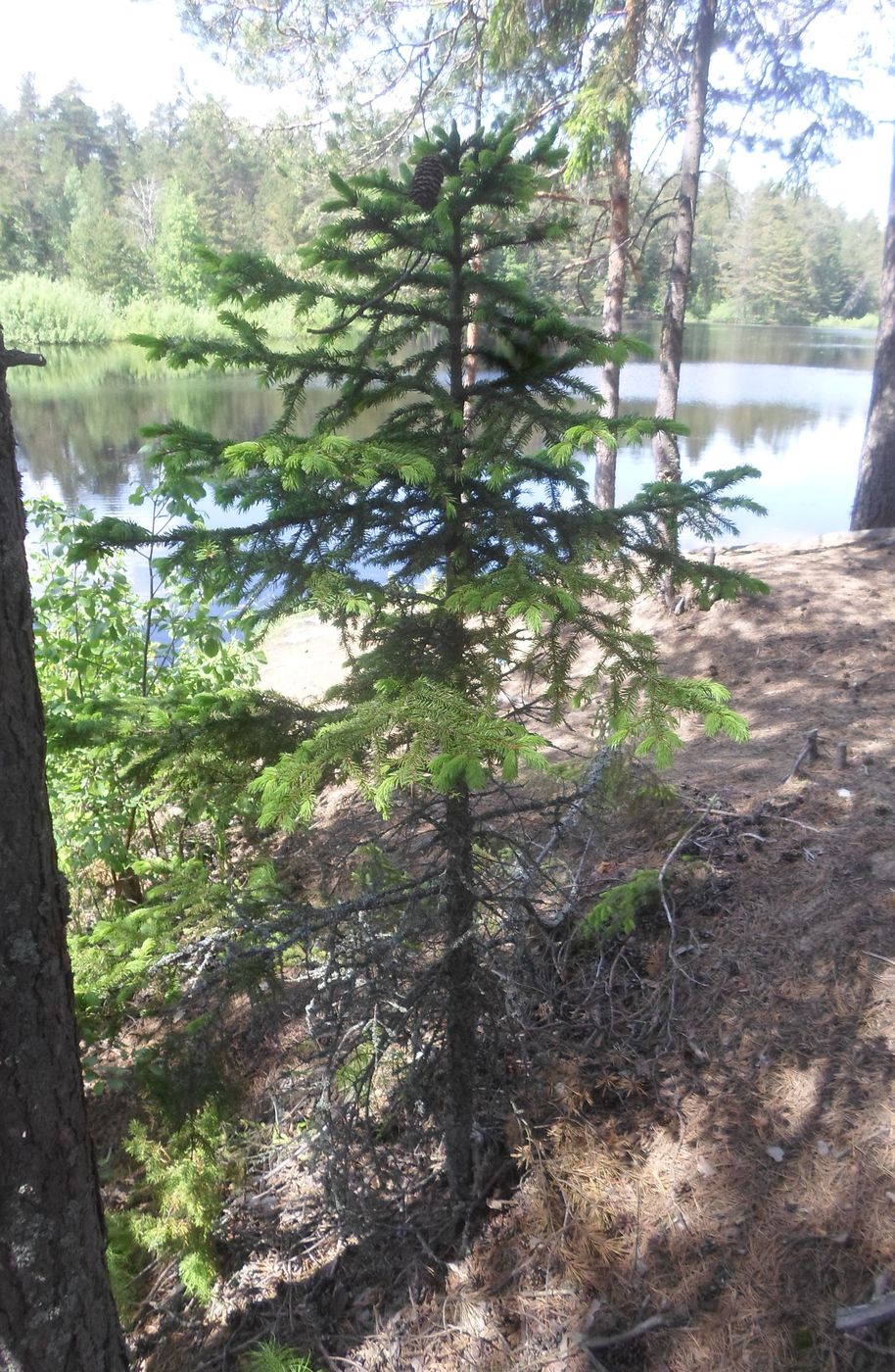 Image of Picea abies specimen.