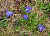 Campanula biebersteiniana