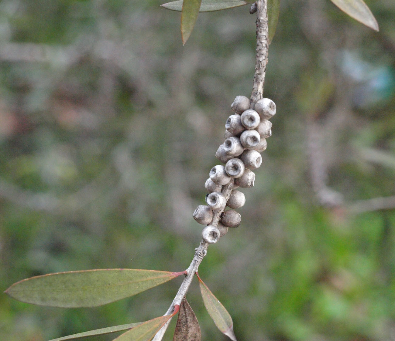 Изображение особи Callistemon pallidus.