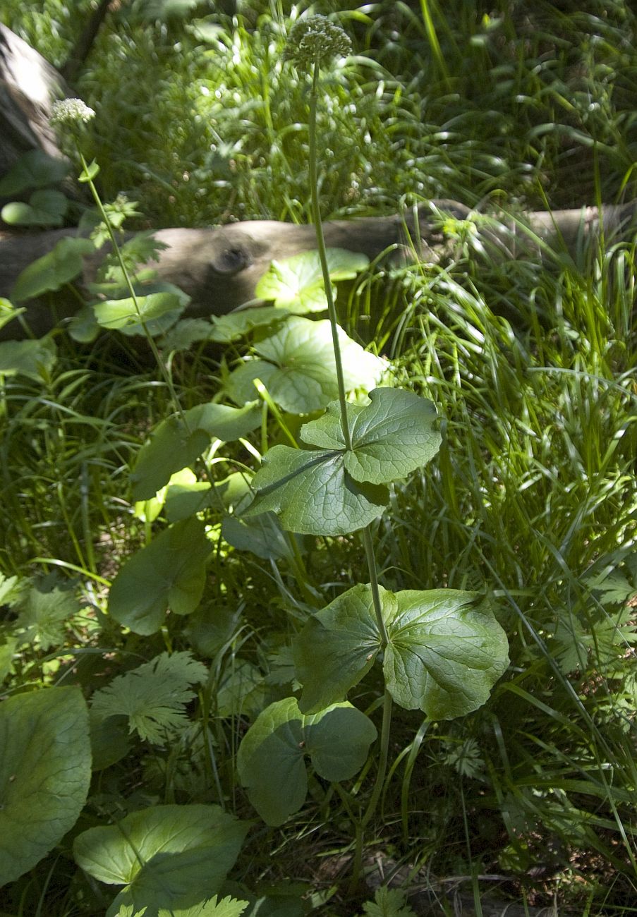 Image of Valeriana tiliifolia specimen.