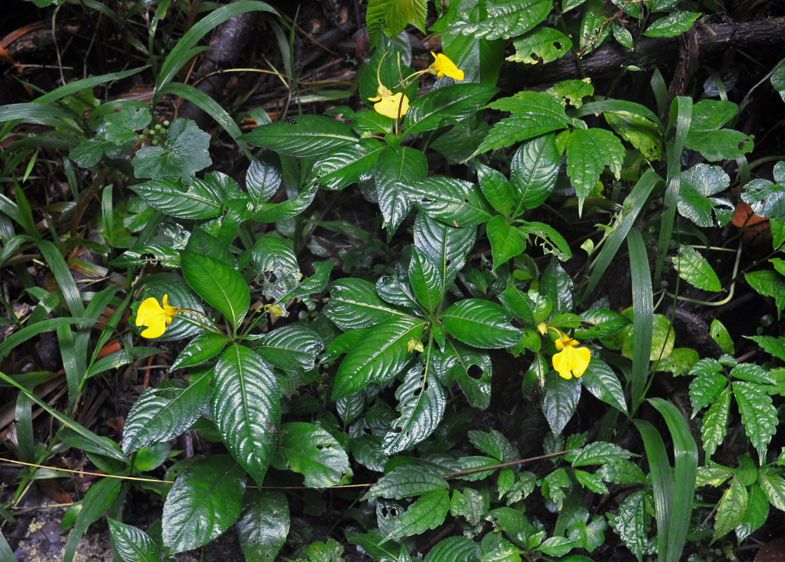 Image of Impatiens oncidioides specimen.