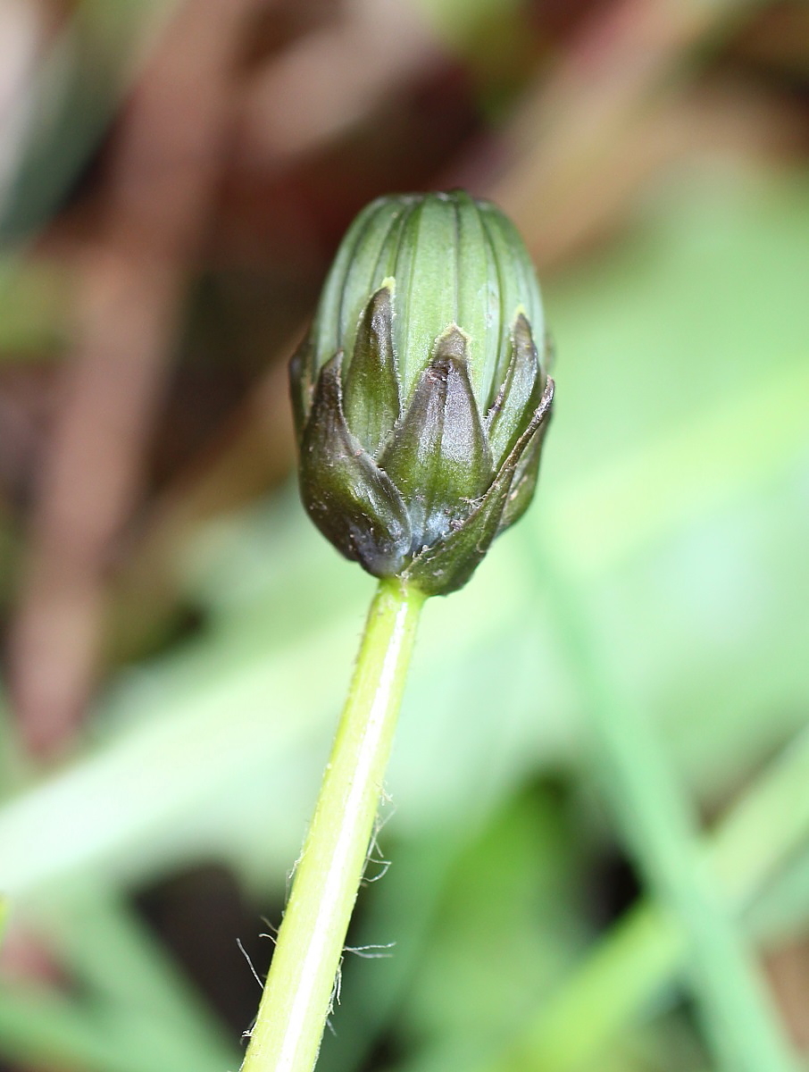 Изображение особи род Taraxacum.