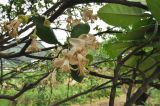 genus Citrus. Часть ветви с соцветиями. Южный Китай, Гуанси-Чжуанский автономный р-н, окр. г. Яншо, огород. 06.04.2015.