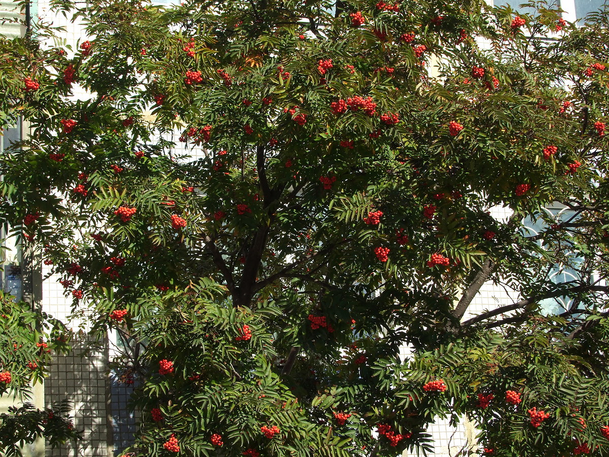Image of Sorbus sibirica specimen.