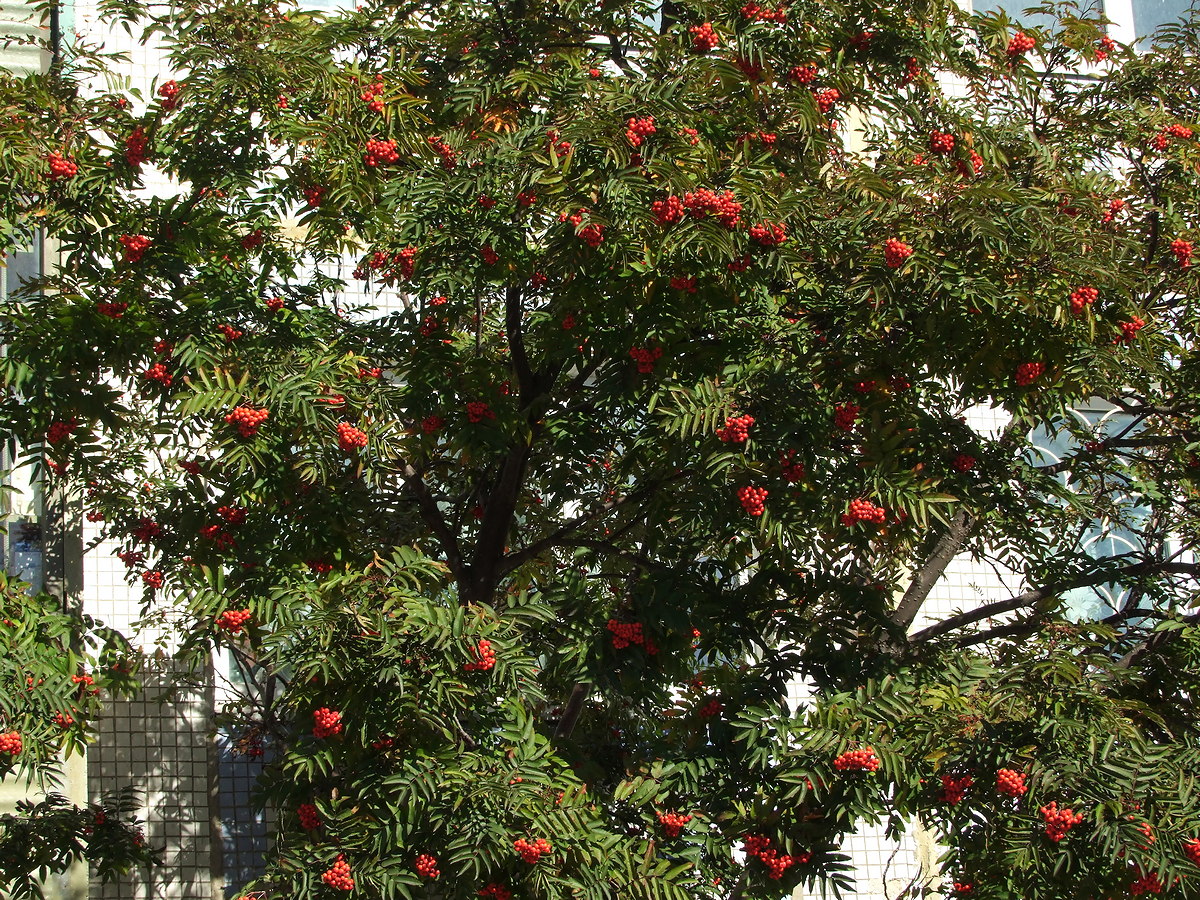 Изображение особи Sorbus sibirica.