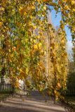 Betula pendula. Ветви с листьями в осенней окраске. Псковская обл., Пушкиногорский р-н, усадьба Михайловское, в культуре. 15.10.2017.