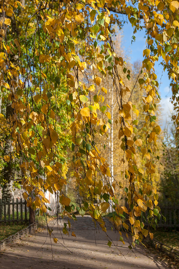 Изображение особи Betula pendula.