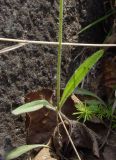 Gastrolychnis pauciflora