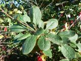 Berberis amurensis. Ветка с листьями. Хабаровск, ул. Ульяновская, 60, в культуре. 30.09.2017.