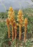 Orobanche centaurina