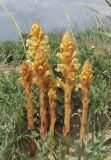 Orobanche centaurina. Цветущие и зацветающие растения (паразитируют на Echinops sphaerocephalus). Крым, окр. Евпатории, берег моря, среди псаммофитной растительности. 26 мая 2018 г.