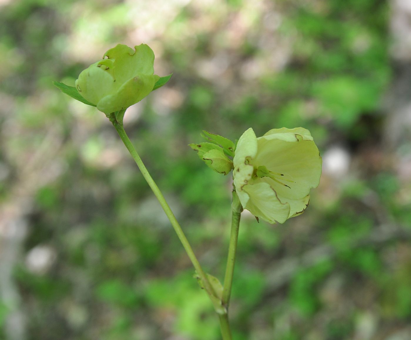 Image of Helleborus caucasicus specimen.