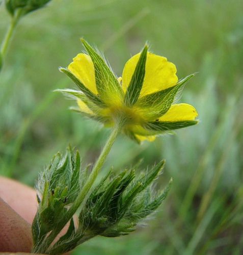 Изображение особи Potentilla recta.