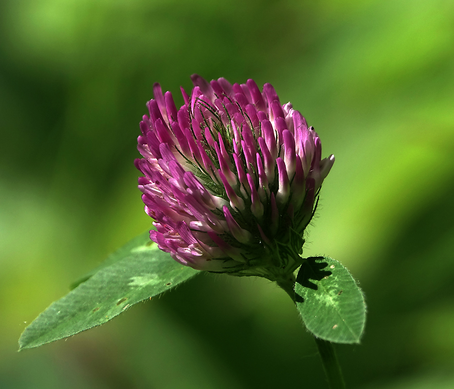 Изображение особи Trifolium pratense.