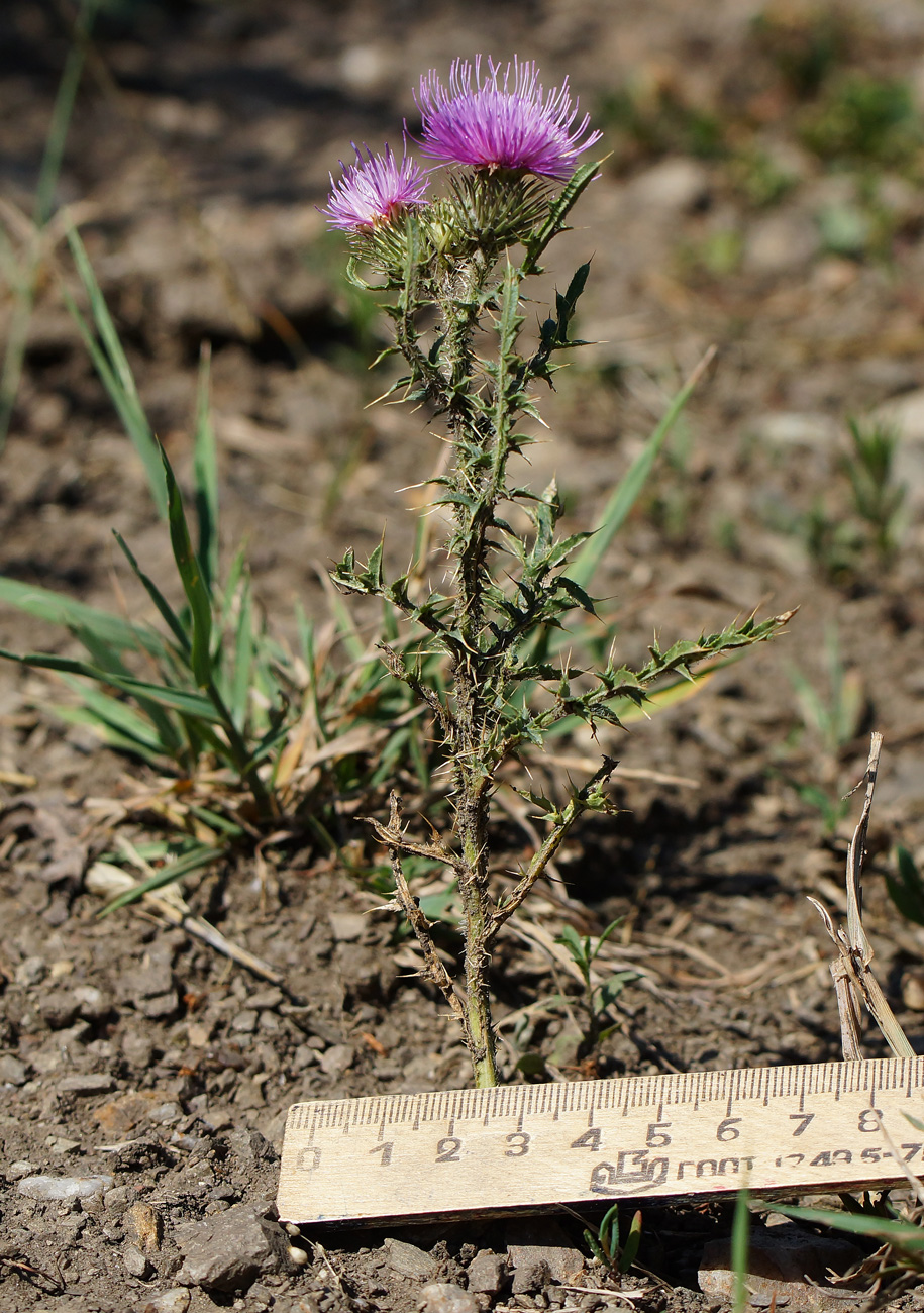 Image of Carduus acanthoides specimen.