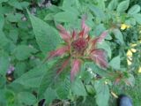 Monarda didyma