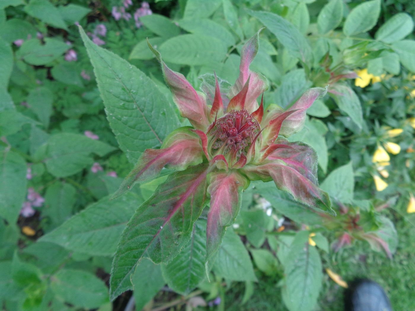 Изображение особи Monarda didyma.