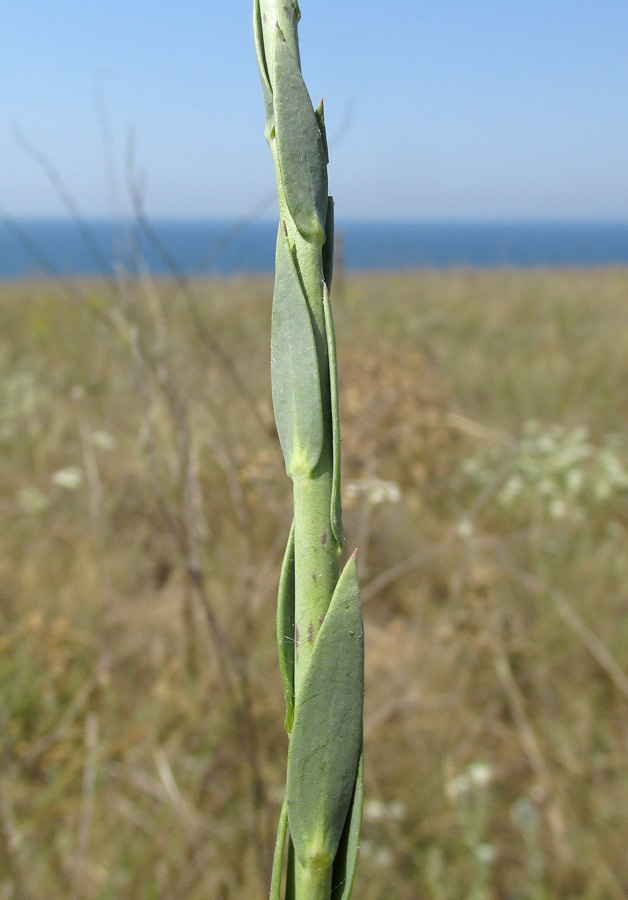 Изображение особи Linaria syspirensis.