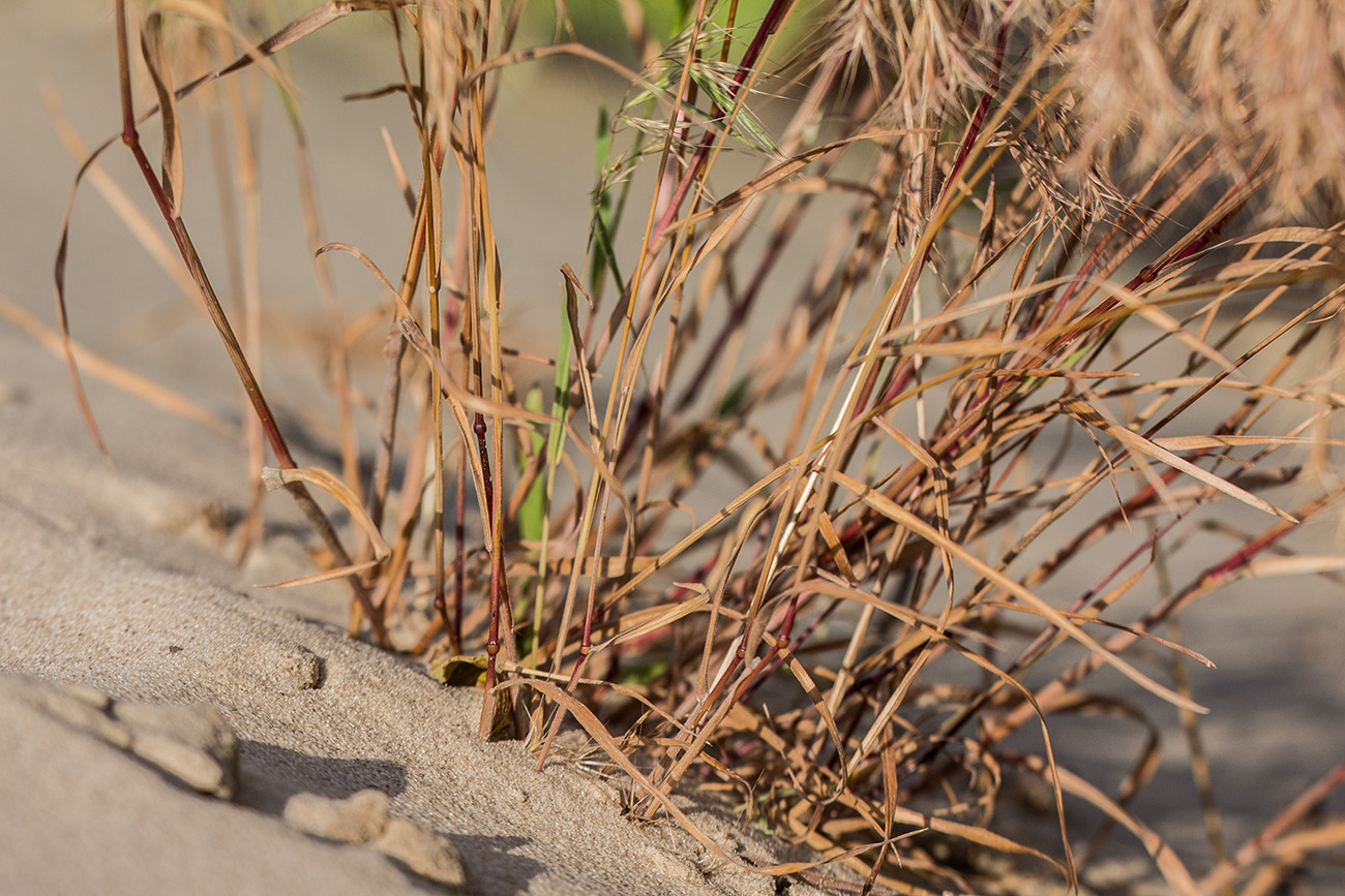 Image of Anisantha tectorum specimen.