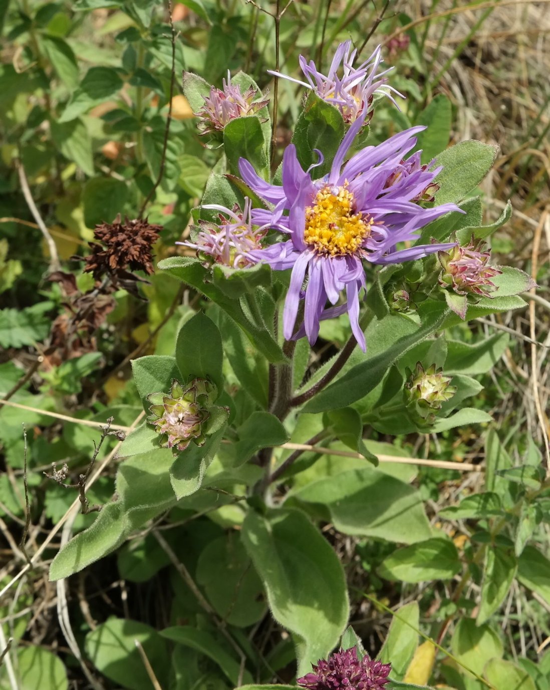 Image of Aster ibericus specimen.