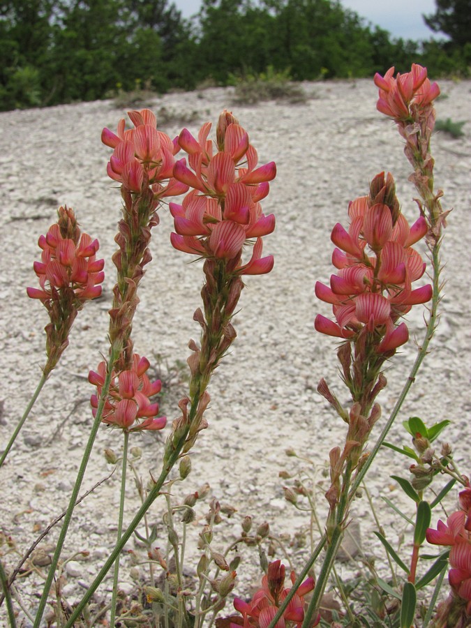 Изображение особи Onobrychis miniata.