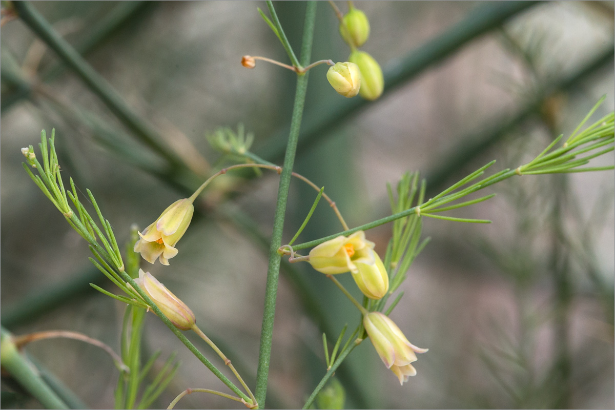 Изображение особи Asparagus officinalis.