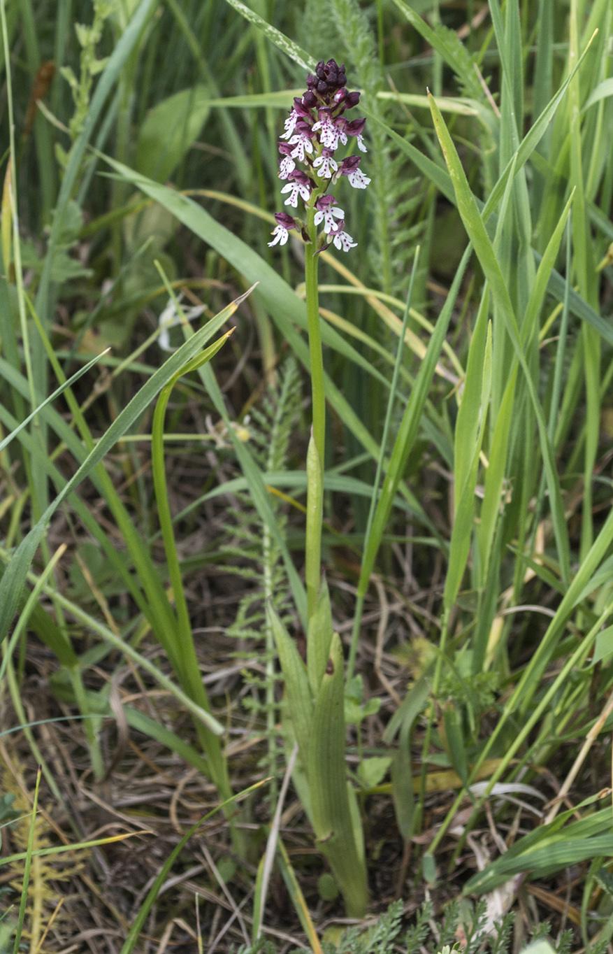 Изображение особи Neotinea ustulata.