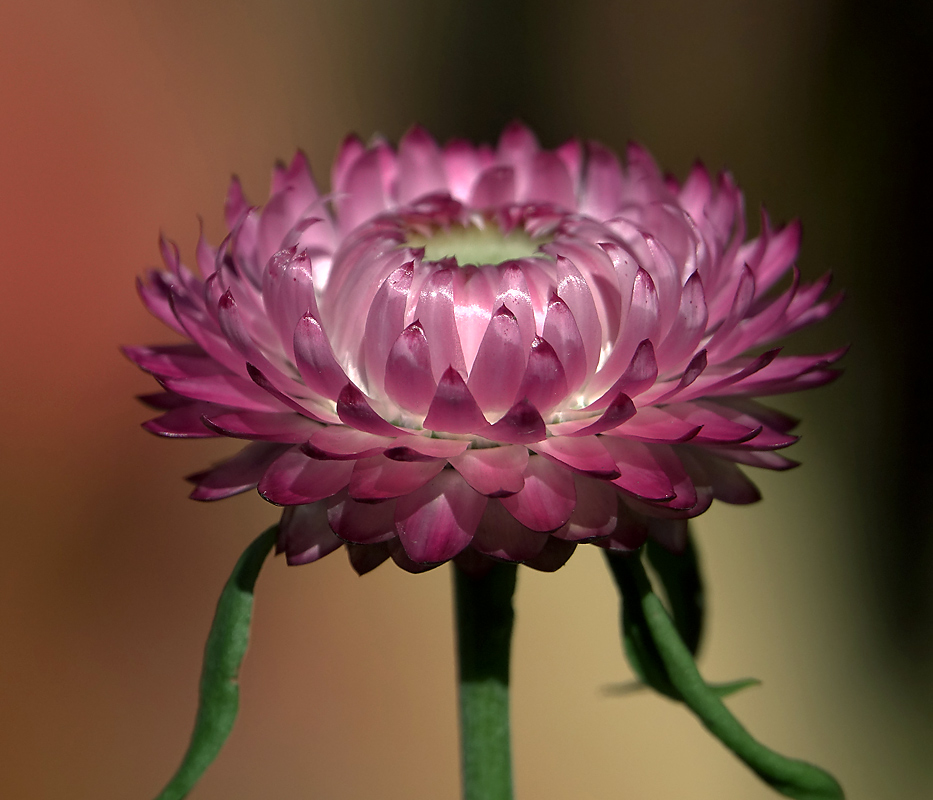 Изображение особи Xerochrysum bracteatum.