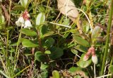 Vaccinium vitis-idaea. Цветущее растение. Кабардино-Балкария, верховья р. Малка, урочище Джилы-Су, ≈ 2400 м н.у.м. 09.09.2018.