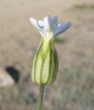Gastrolychnis furcata