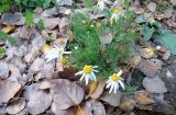 Tripleurospermum inodorum. Цветущее и плодоносящее растение. Москва, Новогиреево, промзона, пустырь. 29.10.2018.