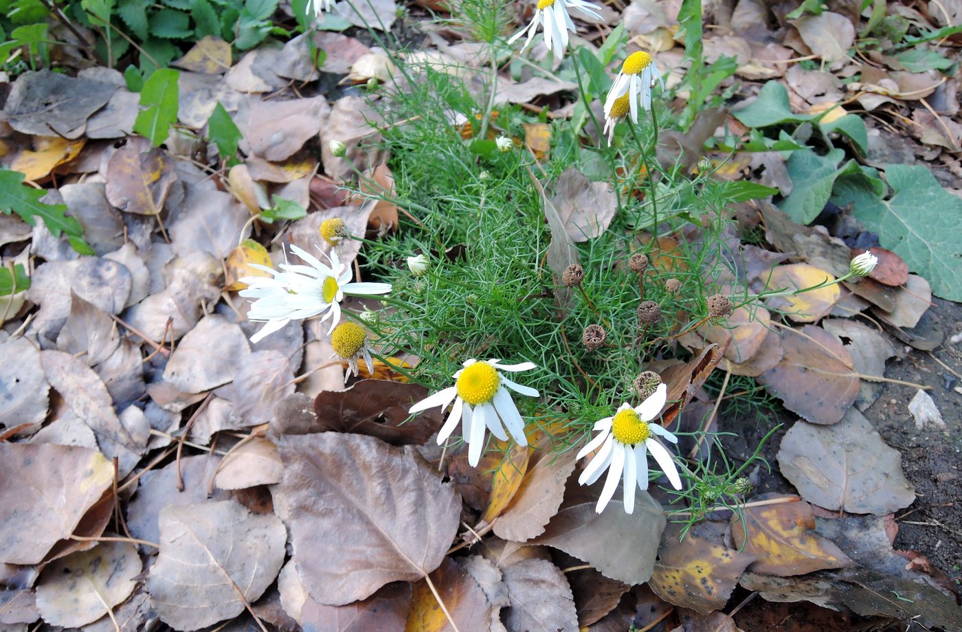 Изображение особи Tripleurospermum inodorum.