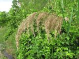 Phragmites australis. Прошлогоднее соплодие. Дагестан, Кумторкалинский р-н, у канавы близ ж. д. 06.05.2018.