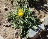 Centaurea rhizantha