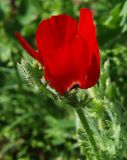 Glaucium corniculatum