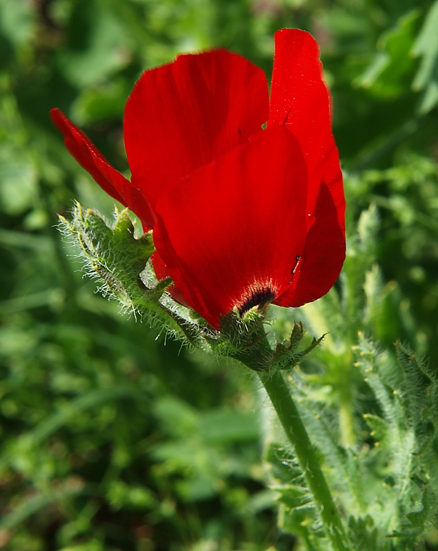 Изображение особи Glaucium corniculatum.