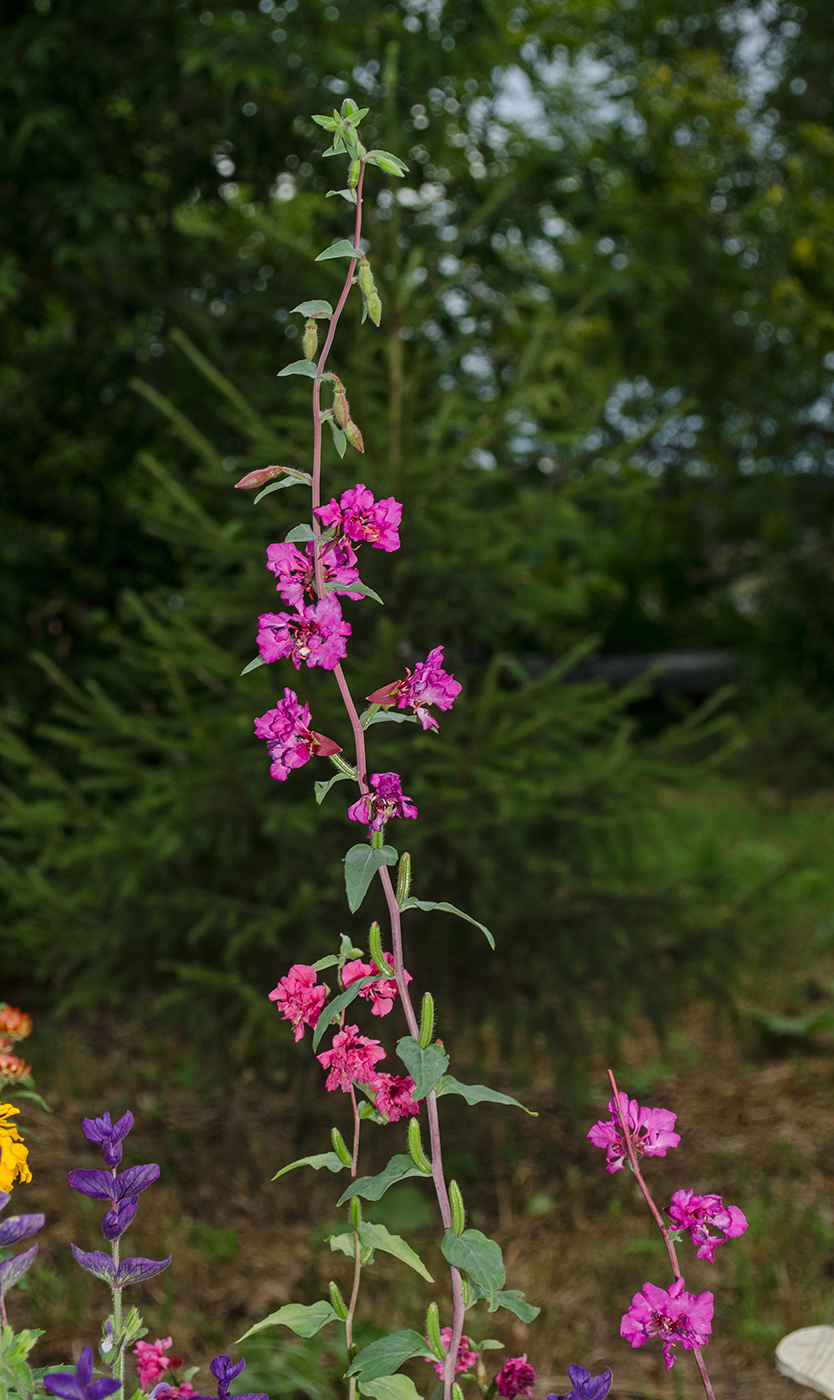 Изображение особи Clarkia unguiculata.