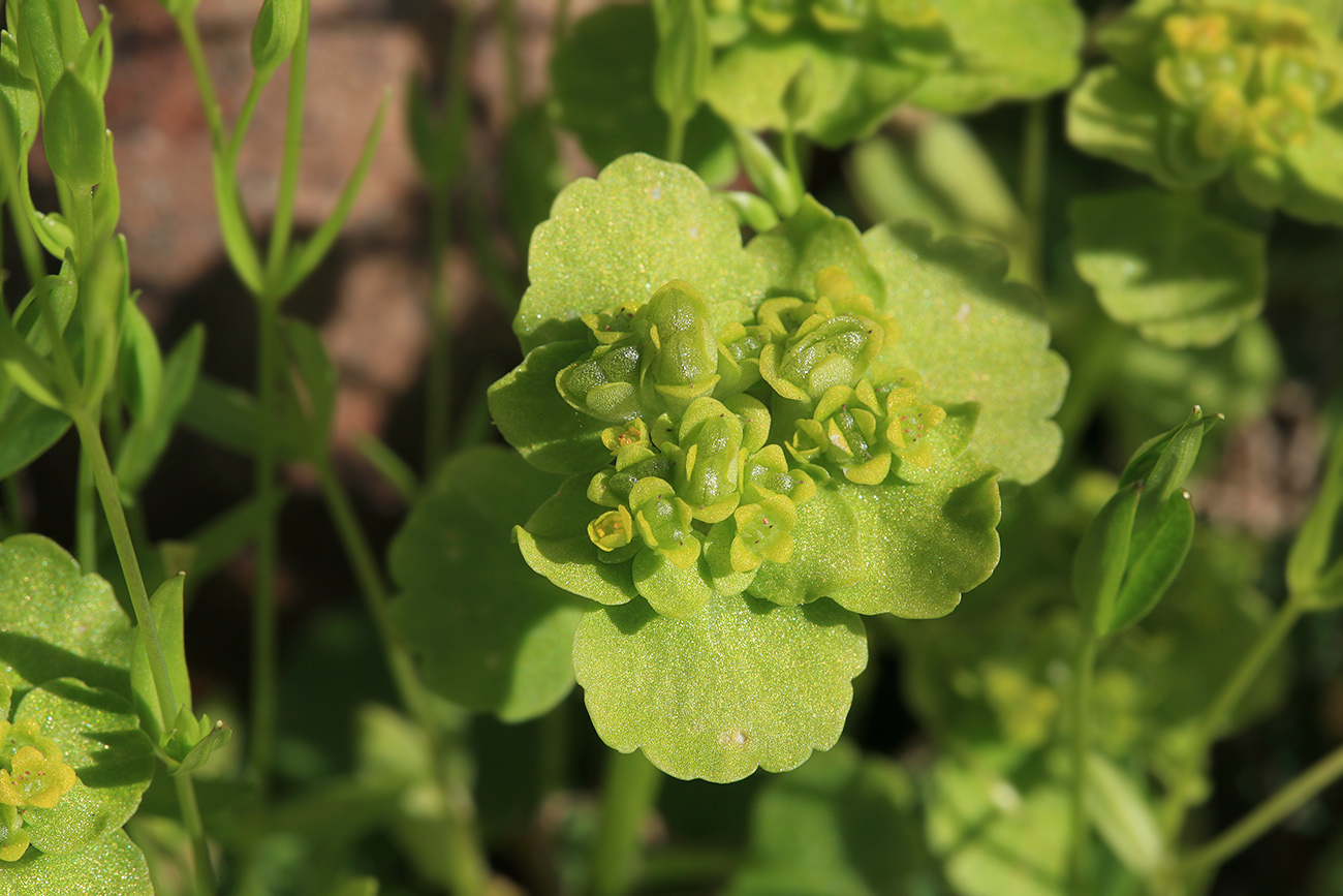 Image of Chrysosplenium sibiricum specimen.