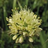 Allium victorialis