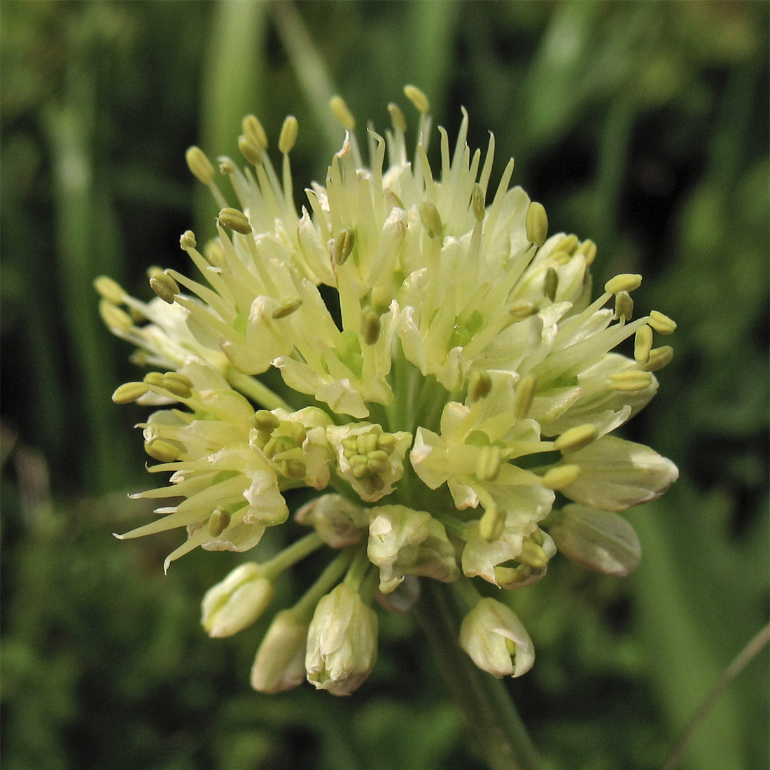 Image of Allium victorialis specimen.