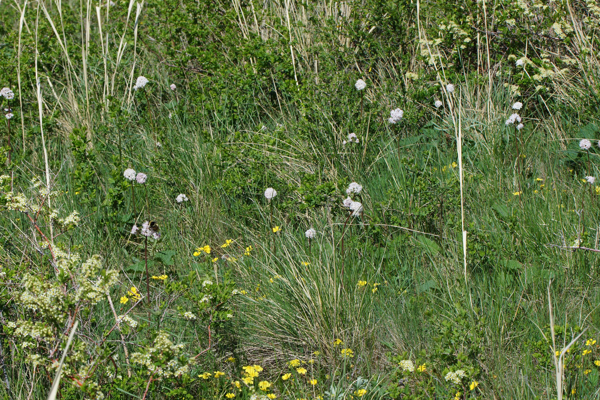 Image of Valeriana tuberosa specimen.