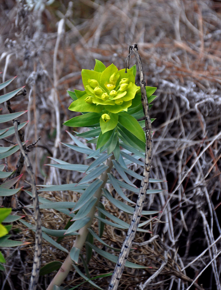 Изображение особи Euphorbia rigida.