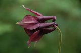 Aquilegia atrovinosa